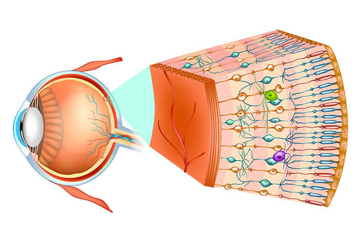 Illustration of the Anatomy of the Retina